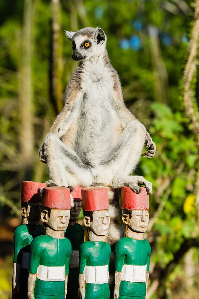 Madagascar-Berenty-Berenty Reserve Ring-tailed lemur warming itself in the morning sunshine